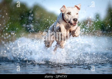 Der Pitbull Terrier springt ins Wasser und streut die Tropfen herum Stockfoto