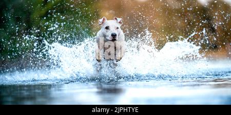 Der Pitbull Terrier springt ins Wasser und streut die Tropfen herum. Banner Stockfoto