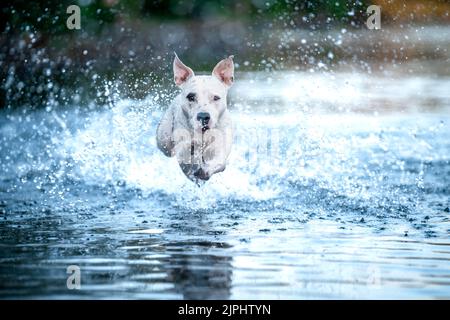 Der Pitbull Terrier springt ins Wasser und streut die Tropfen herum Stockfoto