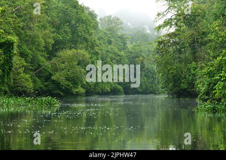 Sungai Menungal Nebenfluss des Kinabatangan Flusses in der Nähe von Sukau. Sabah, Borneo, Malaysia Stockfoto