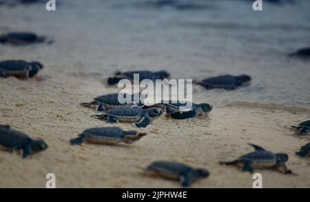 Meeresschildkröten-Jungtiere von Hatchling Green Turtles (Chelonia mydas), die nach ihrer Freilassung in den Ozean aufbrechen. Stockfoto