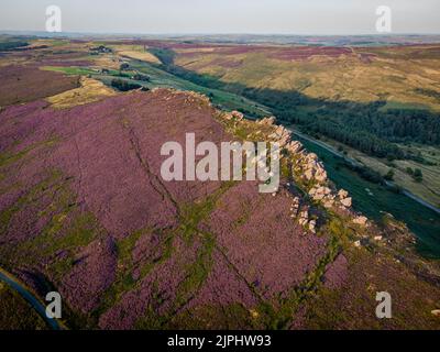 Blühende Heide im Peak District, Großbritannien Stockfoto