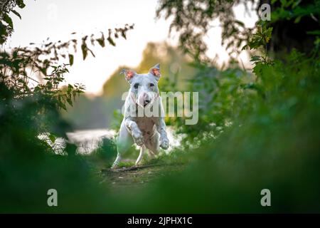 Pit Bull Terrier läuft auf einem Waldweg zwischen Gras und Bäumen Stockfoto