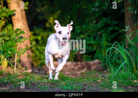 Pit Bull Terrier läuft auf einem Waldweg zwischen Gras und Bäumen Stockfoto