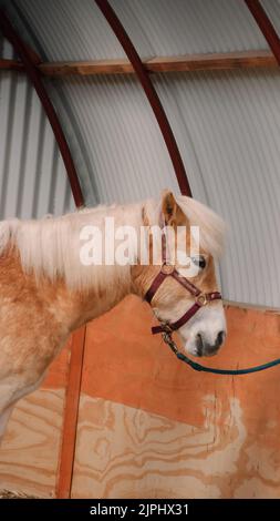 Eine vertikale Aufnahme des Pferdes im Käfig Stockfoto