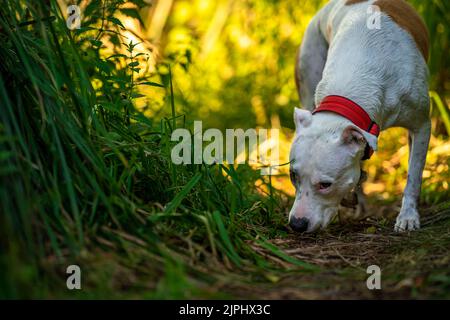 Pit Bull Terrier läuft auf einem Waldweg zwischen Gras und Bäumen Stockfoto