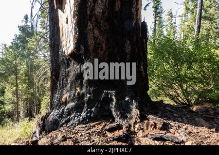 Yosemite, Kalifornien, USA. 10. August 2022. Die verbrannte Basis eines riesigen Sequoia-Baumes in Tuolumne Grove im Yosemite National Park am 10. August 2022. Der Yosemite National Park wurde 1890 gegründet, als John Muir eine erfolgreiche Bewegung anführte, die den Kongress dazu brachte, das Yosemite Valley und seine Umgebung als Nationalpark zu etablieren, der eine Fläche von 759 620 Hektar umfasst. Yosemite verzeichnet im Durchschnitt vier Millionen Besucher pro Jahr. (Bild: © Bryan Smith/ZUMA Press Wire) Stockfoto