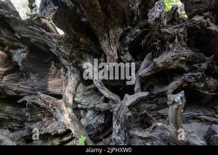 Yosemite, Kalifornien, USA. 10. August 2022. Die Wurzeln eines riesigen Sequoia-Baumes im Tuolumne Grove im Yosemite National Park am 10. August 2022. Der Yosemite National Park wurde 1890 gegründet, als John Muir eine erfolgreiche Bewegung anführte, die den Kongress dazu brachte, das Yosemite Valley und seine Umgebung als Nationalpark zu etablieren, der eine Fläche von 759 620 Hektar umfasst. Yosemite verzeichnet im Durchschnitt vier Millionen Besucher pro Jahr. (Bild: © Bryan Smith/ZUMA Press Wire) Stockfoto