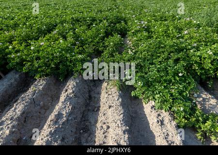 Kartoffelfeld mit grünen Büschen blühender Kartoffeln, landwirtschaftliches Feld mit Kartoffeln in der Sommersaison Stockfoto