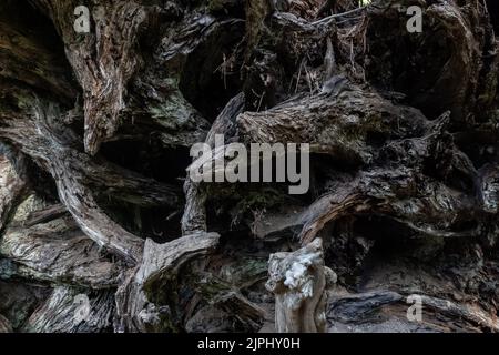 Yosemite, Kalifornien, USA. 10. August 2022. Die Wurzeln eines riesigen Sequoia-Baumes in Tuolumne Grove im Yosemite National Par am 10. August 2022. Der Yosemite National Park wurde 1890 gegründet, als John Muir eine erfolgreiche Bewegung anführte, die den Kongress dazu brachte, das Yosemite Valley und seine Umgebung als Nationalpark zu etablieren, der eine Fläche von 759 620 Hektar umfasst. Yosemite verzeichnet im Durchschnitt vier Millionen Besucher pro Jahr. (Bild: © Bryan Smith/ZUMA Press Wire) Stockfoto