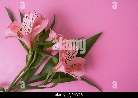 Mit Platz zum Kopieren, um Ihr Design zu überlagern. Nahaufnahme einer frischen Alstroemeria-Blume auf einem rosafarbenen, isolierten Hintergrund. Hochwertige Fotos Stockfoto