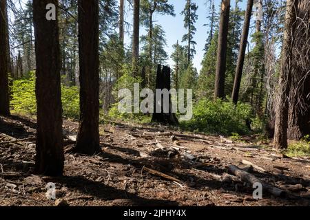 Yosemite, Kalifornien, USA. 10. August 2022. Riesige Sequoia-Bäume am Tuolumne Grove im Yosemite National Par am 10. August 2022. Der Yosemite National Park wurde 1890 gegründet, als John Muir eine erfolgreiche Bewegung anführte, die den Kongress dazu brachte, das Yosemite Valley und seine Umgebung als Nationalpark zu etablieren, der eine Fläche von 759 620 Hektar umfasst. Yosemite verzeichnet im Durchschnitt vier Millionen Besucher pro Jahr. (Bild: © Bryan Smith/ZUMA Press Wire) Stockfoto