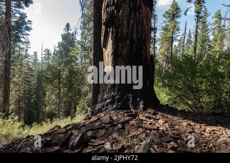 Yosemite, Kalifornien, USA. 10. August 2022. Die verbrannte Basis eines riesigen Sequoia-Baumes in Tuolumne Grove im Yosemite National Park am 10. August 2022. Der Yosemite National Park wurde 1890 gegründet, als John Muir eine erfolgreiche Bewegung anführte, die den Kongress dazu brachte, das Yosemite Valley und seine Umgebung als Nationalpark zu etablieren, der eine Fläche von 759 620 Hektar umfasst. Yosemite verzeichnet im Durchschnitt vier Millionen Besucher pro Jahr. (Bild: © Bryan Smith/ZUMA Press Wire) Stockfoto