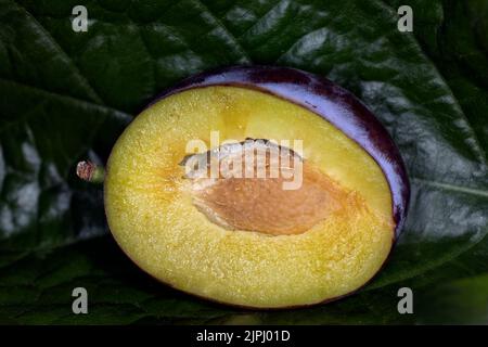 Prunus domestica, die europäische Pflaume, Bad Schallerbach, Österreich Stockfoto