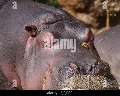 Nahaufnahme eines großen Nilpferdes mit geschlossenen Augen Stockfoto