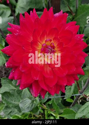 Pflanze, Dahlien, Kilburn Glow, Seerose Dahlien Stockfoto