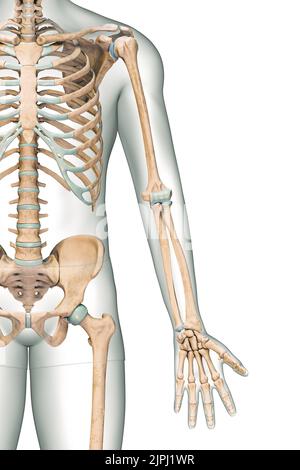 Genaue Front- oder Vorderansicht der Knochen des Arms oder der oberen Extremitäten des menschlichen Skelettsystems mit isolierten männlichen Körperkonturen auf weißem Hintergrund 3D RE Stockfoto