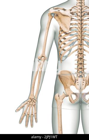 Genaue posteriore oder hintere Ansicht der Knochen des Arms oder der oberen Extremitäten des menschlichen Skelettsystems mit isolierten männlichen Körperkonturen auf weißem Hintergrund 3D RE Stockfoto