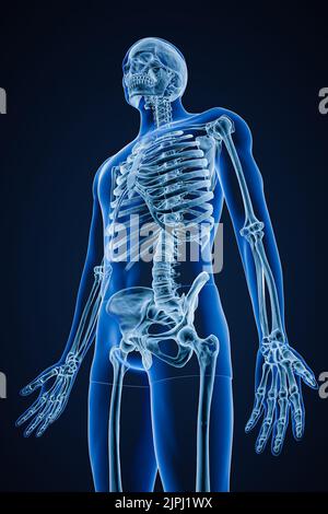 Röntgenbild einer anterioren, winkelarmen Ansicht oder Vorderansicht eines genauen menschlichen Skelettsystems oder Skeletts mit männlichen Körperkonturen auf blauem Hintergrund 3D Rendering i Stockfoto