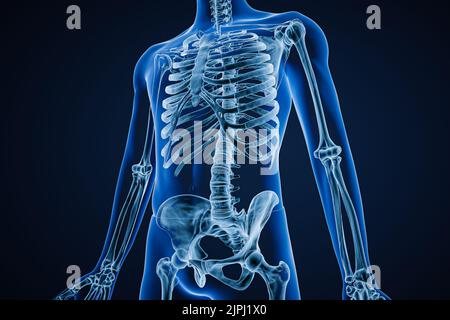 Vordere oder vordere Ansicht des Röntgenbildes des akkuraten menschlichen Skelettsystems oder Skeletts mit erwachsenen männlichen Körperkonturen auf blauem Hintergrund 3D, wodurch eine Illusdarstellung angezeigt wird Stockfoto