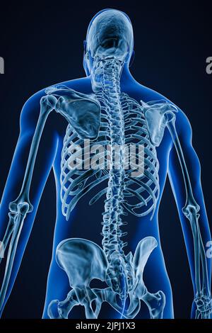 Röntgenbild einer schrägen posterioren oder Rückansicht des genauen menschlichen Skelettsystems oder Skeletts mit männlichen Körperkonturen auf blauem Hintergrund 3D Rendering i Stockfoto