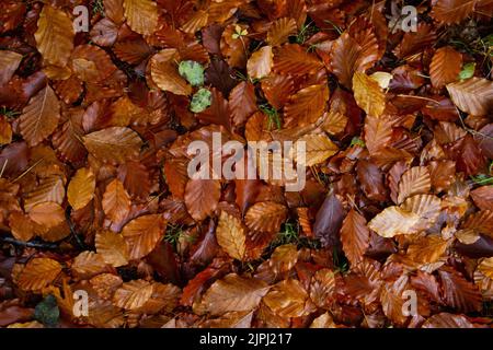 Europäische Buche (Fagus sylvatica) Laubbaum Laubbäume, tawny gefärbte herbstlich gefallene Blätter auf dem Waldboden, Draufsicht Stockfoto