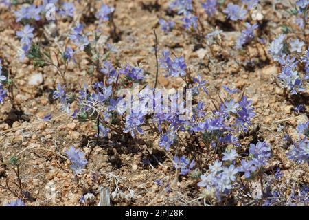 Blau blühender endlicher Cymosekopf-Blütenstand von Eriastrum Saphirinum, Polemoniaceae, einjährig in der Western Mojave Desert, Frühling. Stockfoto