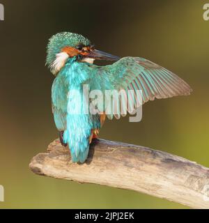 Eisvögel, die morgens im Licht auf einem alten Zweig sitzen, Sommer, nordwales, Großbritannien, alcedo atthis, glas und Dorlan Stockfoto