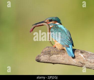 Eiskönigin mit Neunaugen im Morgenlicht auf altem Zweig, Sommer, nordwales, Großbritannien, alcedo atthis, glas und Dorlan Stockfoto