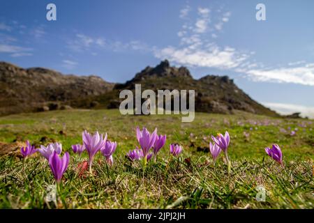 Später Krokus (Crocus nudiflorus) lila Wildblumen, die auf einer grünen Wiese im Berg blühen Stockfoto