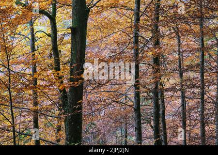 Europäische Buche (Fagus sylvatica) Bäume mit herbstlichen Farben Stockfoto