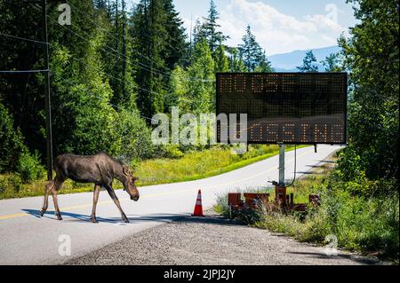 Eine Fotocollage aus drei Fotos, die einen Elch zeigen, der eine Straße in British Columbia, Kanada, überquert. Stockfoto