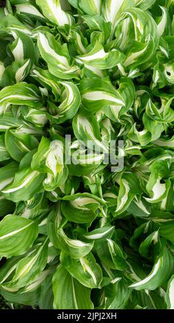 Grün-weiße Blätter der WIRBELWIND-Wirtspflanze. Blick von oben. Hintergrund von grünen Blättern. Stockfoto