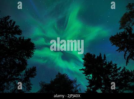 Aurora Borealis, Nordlichter, über hohen Nadelbäumen. Stockfoto