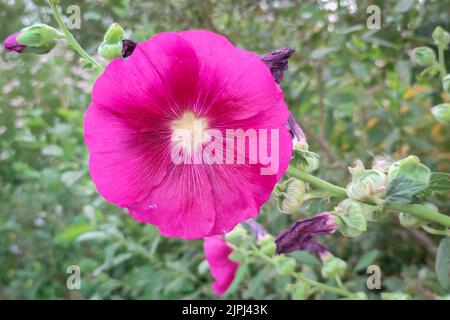Detailreiche Aufnahme einer lila gefärbten Blume des Hollyhocks (Alcea) Stockfoto