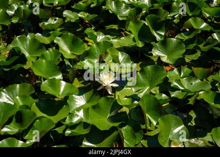 Europäische Weißwasserlilie Nymphaea alba oder weißer Nenuphar, umgeben von Blättern im Teich Stockfoto