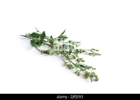 Garten Orach Atriplex hortensis mit Blättern, Blumen, Samen. Quinoa-Zweige mit jungen Samenköpfen auf weißem Hintergrund. Stockfoto