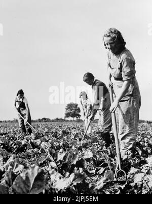 Frauen, die während des Krieges auf Feldern arbeiten, auf denen Getreide angebaut wird. 1943 die Women's Land Army (WLA) leistete während des Zweiten Weltkriegs einen wesentlichen Beitrag zur Steigerung der britischen Nahrungsmittelproduktion. Stockfoto