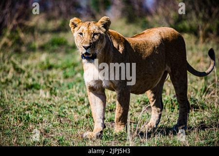 Der Löwe ist eine große Katze der Gattung Panthera, die in Afrika und Indien beheimatet ist. Sie hat einen muskulösen, breitbrüchigen Körper, einen kurzen, abgerundeten Kopf, runde Ohren; A Stockfoto