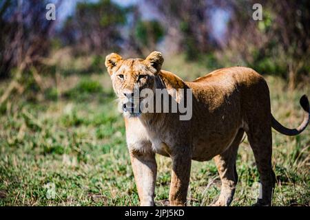 Der Löwe ist eine große Katze der Gattung Panthera, die in Afrika und Indien beheimatet ist. Sie hat einen muskulösen, breitbrüchigen Körper, einen kurzen, abgerundeten Kopf, runde Ohren; A Stockfoto