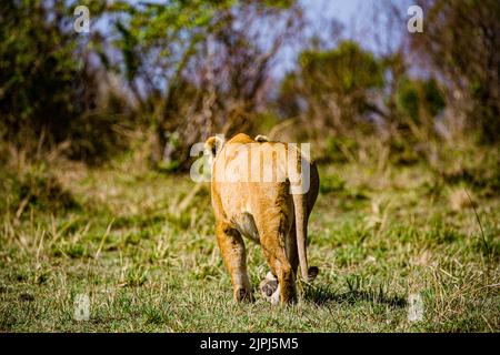 Der Löwe ist eine große Katze der Gattung Panthera, die in Afrika und Indien beheimatet ist. Sie hat einen muskulösen, breitbrüchigen Körper, einen kurzen, abgerundeten Kopf, runde Ohren; A Stockfoto