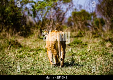 Der Löwe ist eine große Katze der Gattung Panthera, die in Afrika und Indien beheimatet ist. Sie hat einen muskulösen, breitbrüchigen Körper, einen kurzen, abgerundeten Kopf, runde Ohren; A Stockfoto