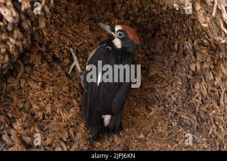 Acorn Woodspecker, Melanerpes formicivorus, gezeigt in Pasadena, Kalifornien, der sich nach dem Sturzen aus dem Nest an einer versenkten Fläche eines Palmenstammes festhält. Stockfoto