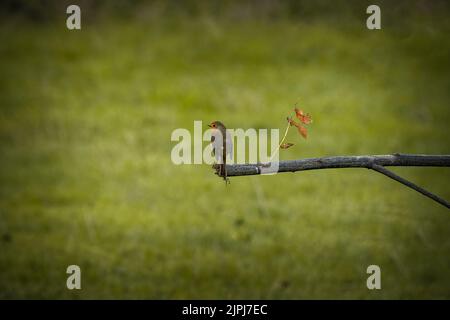 robin thronte auf einem Ast auf einer grünen Wiese Stockfoto