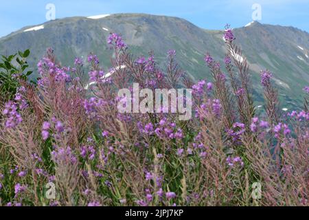 29. Juli 2022, Kenai Fjord National Park, Alaska, USA: Fireweed im Kenai Fjord National Park, Freitag, 29. Juli 2022. (Bild: © Mark Hertzberg/ZUMA Press Wire) Stockfoto