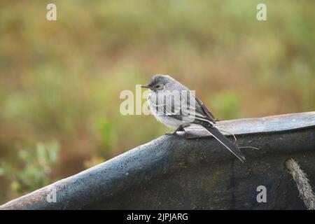 Junge weiße Bachstelze (Motacilla alba) auf einer Lichtung im borealen Wald oder in Taiga von Finnland Stockfoto