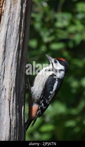 Jugendlicher Buntspecht (Dendrocopos major) Stockfoto