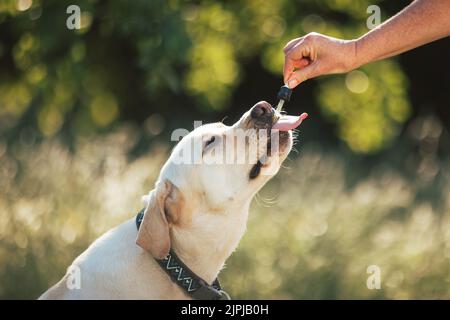 Labrador Hund liegt auf dem grünen Gras und leckt eine Pipette mit CBD-Öl, die von einer weiblichen Hand gehalten wird, Nahaufnahme. Stockfoto