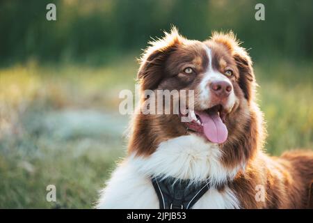 Australian Shepherd Hundeportrait in der Natur bei schönem Sonnenuntergang Stockfoto