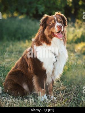 Australian Shepherd Hundeportrait in der Natur bei schönem Sonnenuntergang Stockfoto